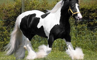 Black Gypsian Stallion Gypsy Vanner for Oriskany Falls, NY