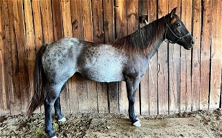 Pretty Blue Roan Mare Quarter for Weatherford, TX