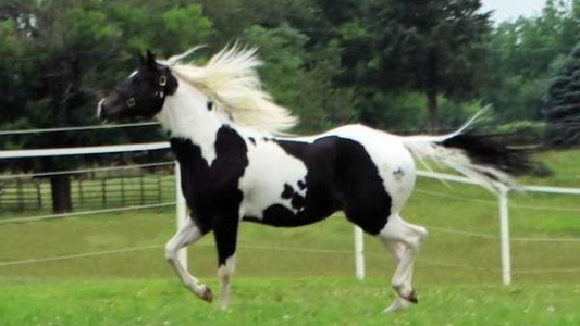 Black Paint Stallion