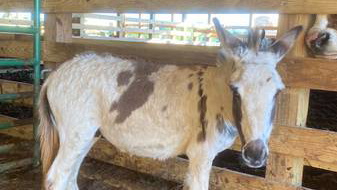 Spotted Miniature Donkey