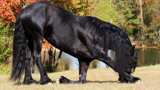 Black Half-Friesian Gelding