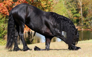 Black Half-Friesian Gelding Friesians for Riverton, UT