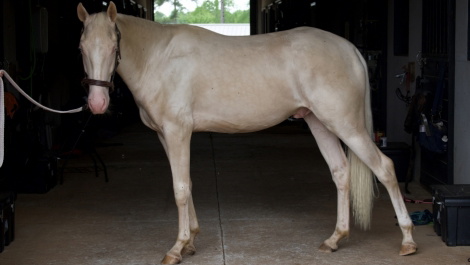 Cremello Azteca Gelding