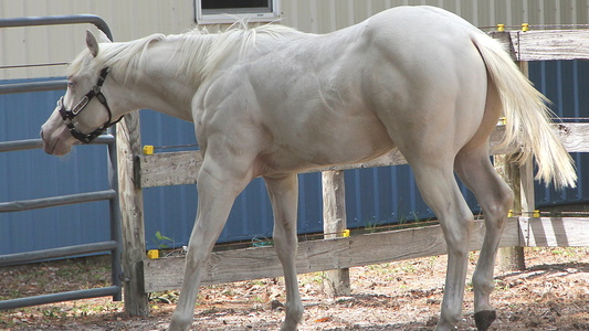 Cremello Appendix Mare