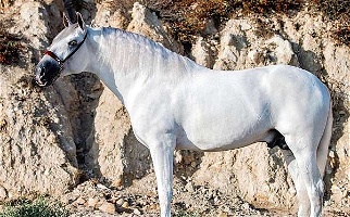 Grey Andalusian Stallion Andalusian for Simi Valley, CA