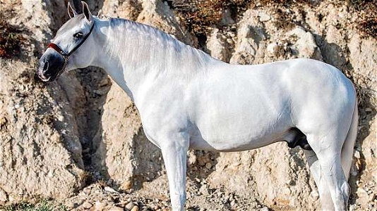 Grey Andalusian Stallion
