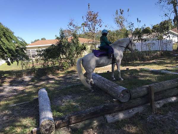 Cremello Quarter Horse Mare Quarter for Hudson, FL