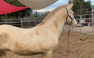 Andalusian Colt Andalusian for Layton, UT