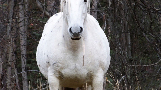 White Appaloosa Mare 