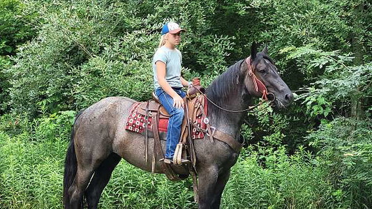 Blue Roan Draft Mare