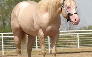 Cremello Horses Other breeds for Albany, KY