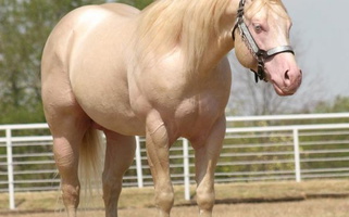 Cremello Horses Other breeds for Albany, KY