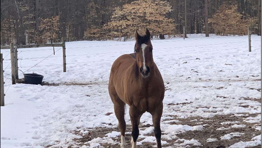 Dun Quarter Horse Gelding