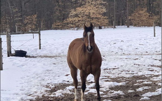 Dun Quarter Horse Gelding Quarter for Pullman, MI