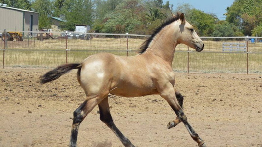 Buckskin AQHA/Friesian Colt