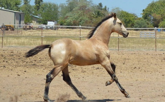 Buckskin AQHA/Friesian Colt Friesians for West Haven, UT