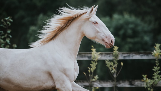 Cremello Peruvian Paso Gelding