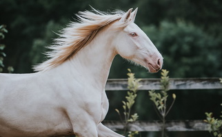 Cremello Peruvian Paso Gelding Peruvian Paso for Morris, OK