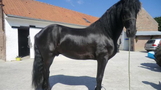 Excellent Raised Friesian stallion