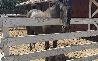 Black Appaloosa Horse Gelding Appaloosas for Winters, CA