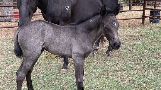 Blue Roan Horse Filly