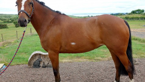 Gelding for On Farm Lease