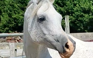 Grey Arabian Mare Arabian for Bridgeton, NJ