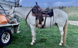 Cremello Tennessee Walking Horse Gelding Tennessee Walking Horse for Belton, SC