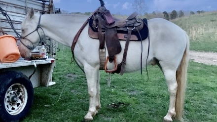 Cremello Tennessee Walking Horse Gelding