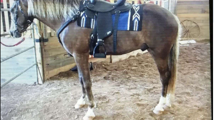 Brown Rocky Mountain Gelding